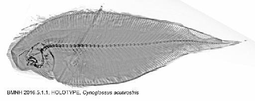 Cynoglossus acutirostris Norman, 1939 - BMNH 2016.5.1.1, HOLOTYPE, Cynoglossus acutirostris, Radiograph a