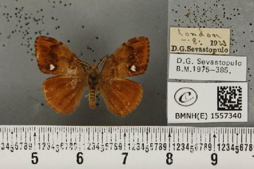 Orgyia antiqua (Linnaeus, 1758) - BMNHE_1557340_256811