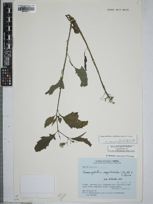 Crassocephalum crepidioides (Benth.) Moore - 000896741
