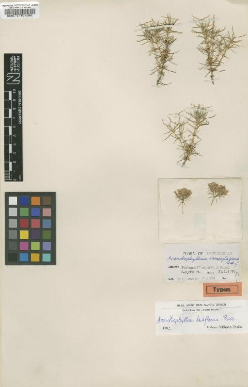 Acanthophyllum laxiflorum Boiss. - BM000572716