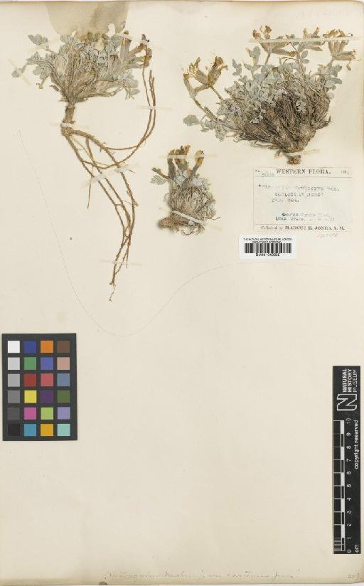 Astragalus newberryi var. newberryi - BM001042632
