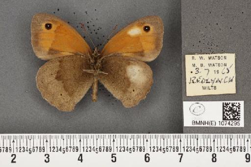 Maniola jurtina insularis ab. partimtransformis Leeds, 1950 - BMNHE_1074295_41065