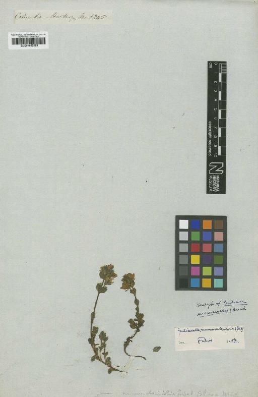 Gentianella nummulariifolia (Gilg) Fabris - BM000953053