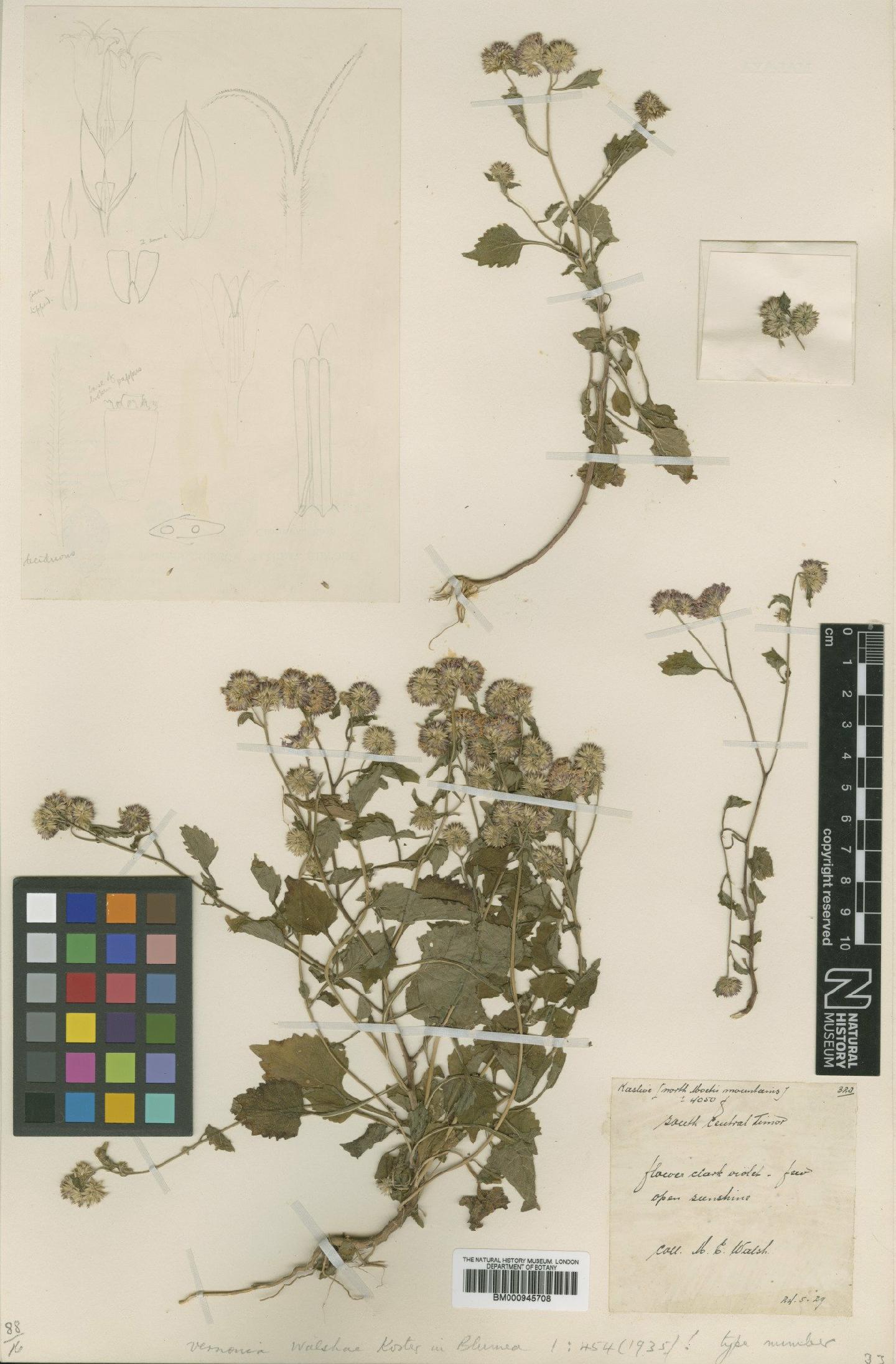 To NHMUK collection (Vernonia walshae Koster; Type; NHMUK:ecatalogue:471510)