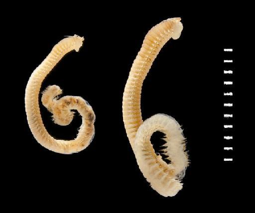 Ceratonereis limnetica Hutchings and Glasby,  1982 - Polychaete type specimen; Nereidae; 1982.33-34 view 2