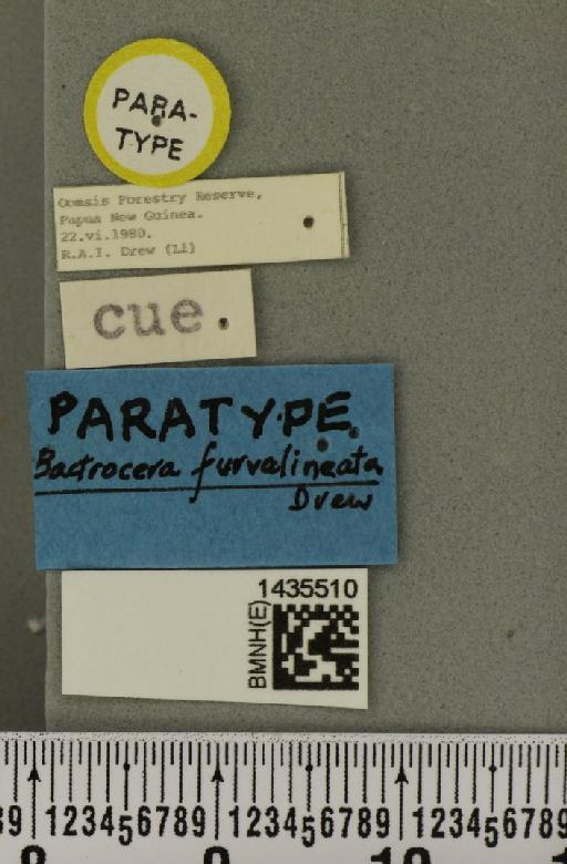 Bactrocera (Bactrocera) furvilineata Drew, 1989 - BMNHE_1435510_label_28840
