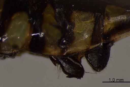 Burmagomphus hasimaricus Fraser, 1926 - BMNHE_1201816-Burmagomphus_hasimaricus-Lectotype-secondary_genitalia-lateral-5.0x