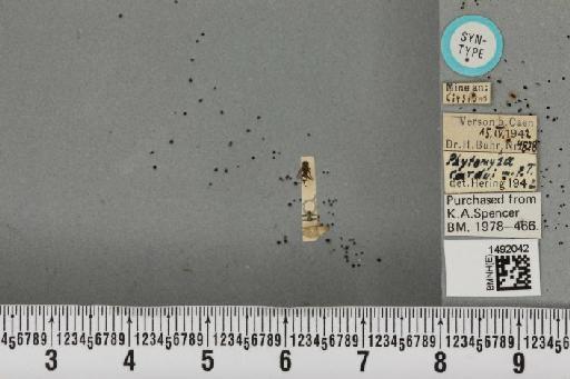 Phytomyza continua Hendel, 1920 - BMNHE_1492042_53742