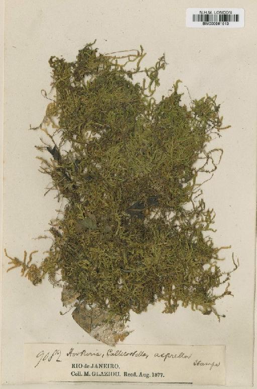 Hookeriopsis asprella (Hampe) Broth. - BM000961913