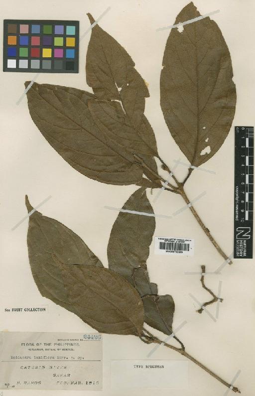 Endiandra laxiflora Merr. - BM000799353