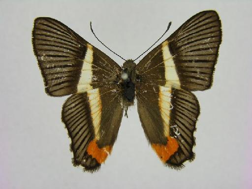 Siseme pallas (Latreille, 1809) - 1054387 Siseme pallas dorsal