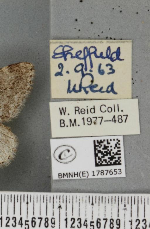 Epirrita filigrammaria ab. polata Westwood, 1845 - BMNHE_1787653_label_361527