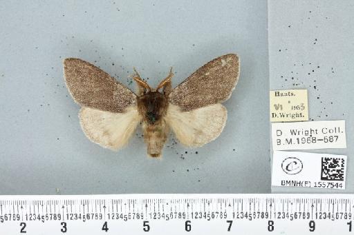 Calliteara pudibunda ab. concolor Staudinger, 1861 - BMNHE_1557544_255057