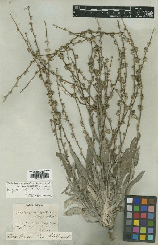 Verbascum leptocladum Boiss. & Heldr. - BM000796473