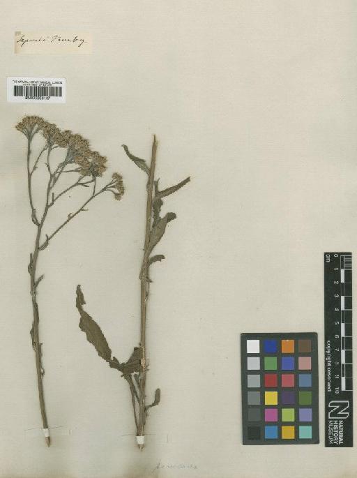 Saussurea japonica (Thunb.) DC. - BM000996167