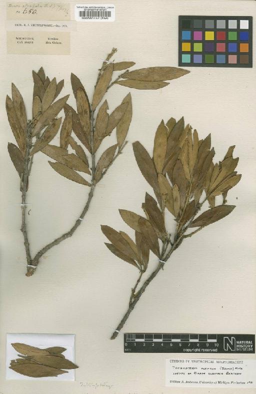 Tetrapterys oleifolia (Benth.) Nied - BM000583142