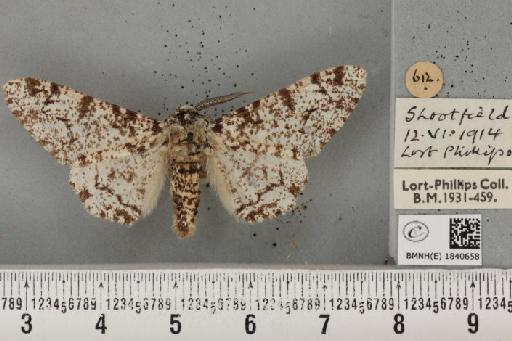 Biston betularia (Linnaeus, 1758) - BMNHE_1840658_413648