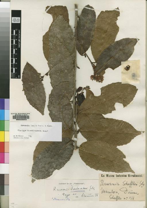 Rawsonia lucida Harv. & Sond. - BM000624054