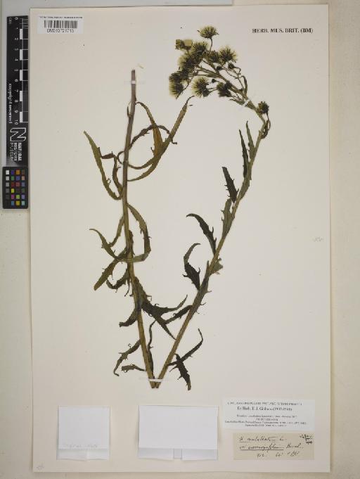 Hieracium umbellatum var. coronopifolium (Bernh. ex Hornem.) Froel. - BM013721713