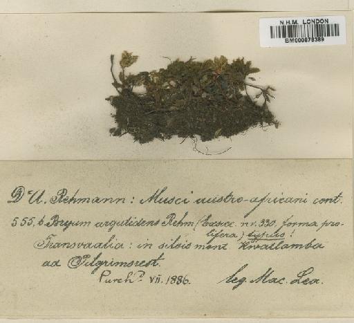 Rhodobryum commersonii (Schwägr.) Brid. - BM000878389