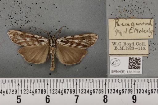 Coscinia cribraria bivittata (South, 1900) - BMNHE_1663550_283279