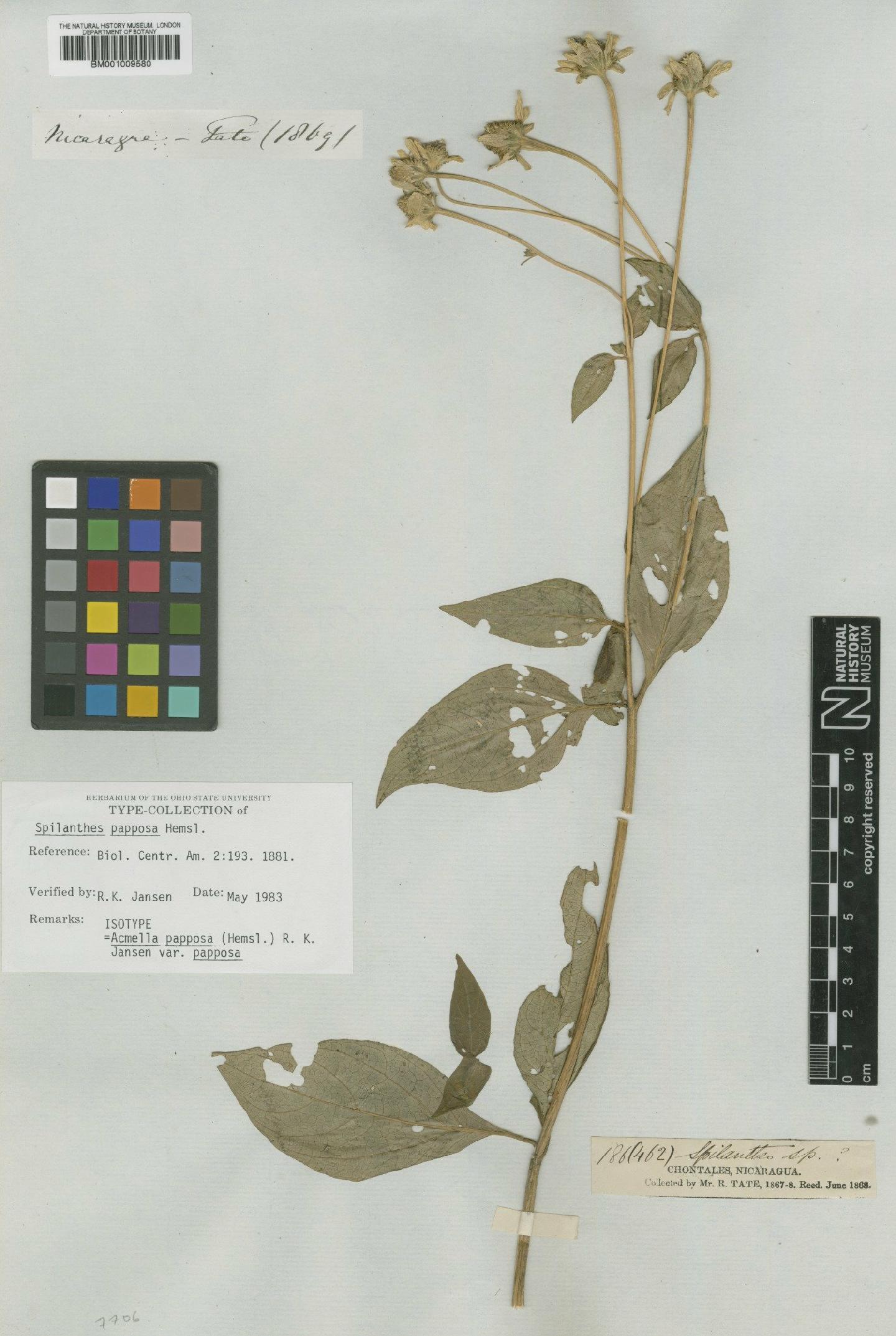 To NHMUK collection (Acmella papposa (Hemsl.) R.K.Jansen; Isotype; NHMUK:ecatalogue:616276)