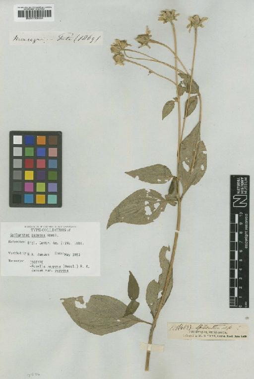 Acmella papposa (Hemsl.) R.K.Jansen - BM001009580