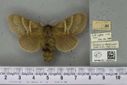 Macrothylacia rubi ab. grisea Tutt, 1902 - BMNHE_1529027_196495