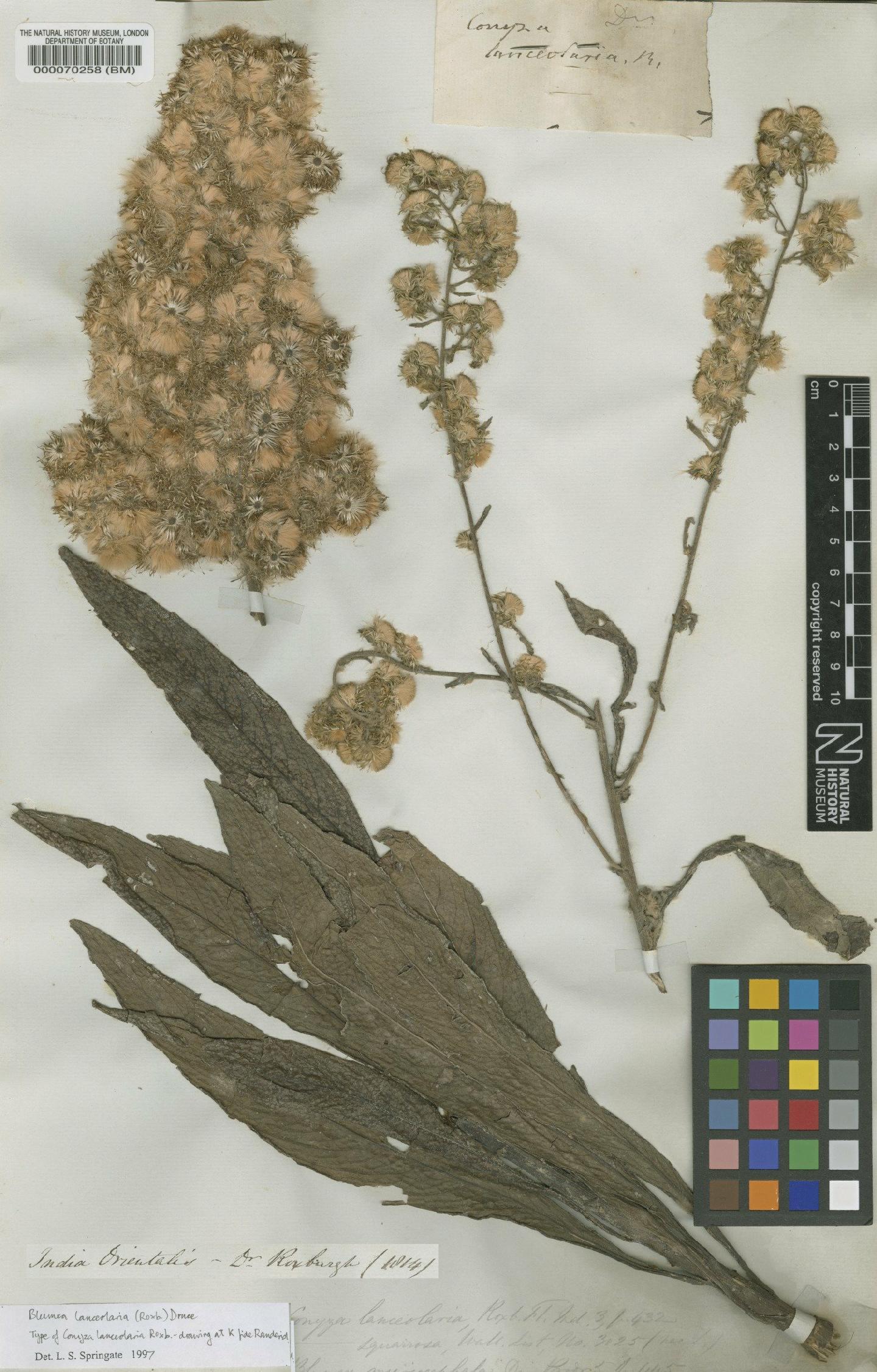 To NHMUK collection (Blumea lanceolaria Druce; Type; NHMUK:ecatalogue:472541)