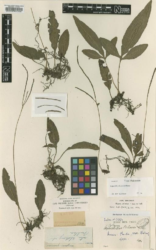 Leptochilus decurrens Blume - BM000036782