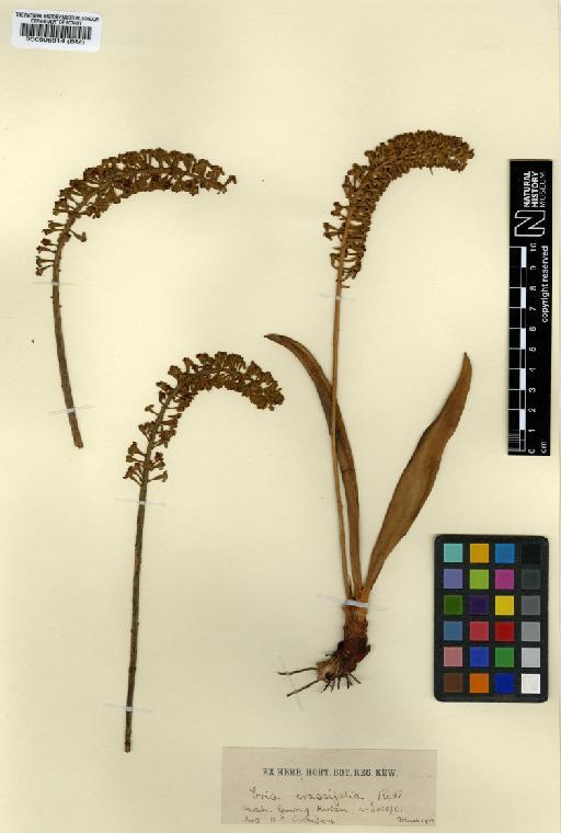 Eria crassifolia Ridl. - BM000506814