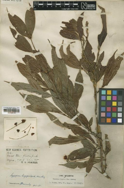 Eugenia daphnoides Greves - BM000944134