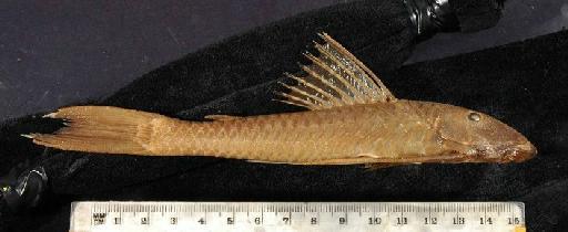 Chaetostomus lepturus Regan, 1912 - 1910.7.11.116-18b; Chaetostomus lepturus; lateral view; ACSI Project image