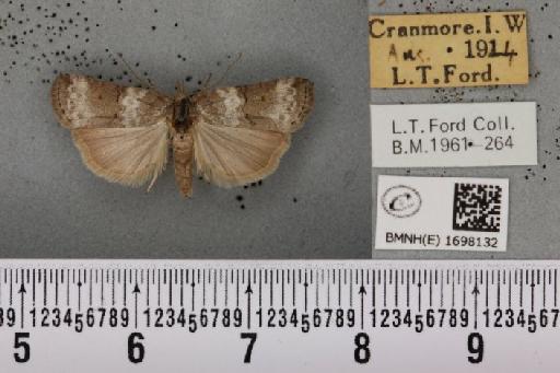 Nycteola revayana ab. fasciata Sheldon, 1919 - BMNHE_1698132_295145