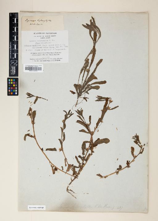 Ipomoea heterophylla R.Br. - 001040628