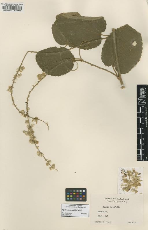 Gouania latifolia Reissek - BM000089114