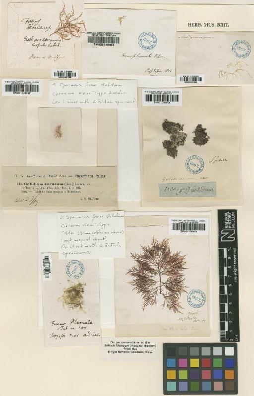 Gelidium corneum (Huds.) J.V.Lamour. - BM001038907