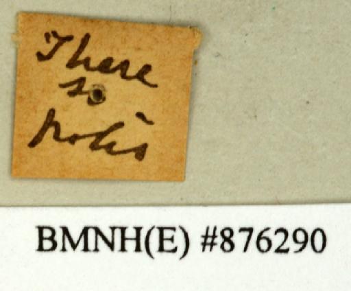 Parahormetica bilobata (Saussure, 1864) - Parahormetica bilobata Saussure, 1864, male, non type, labels (reverse). Photographer: Edward Baker. BMNH(E)#876290