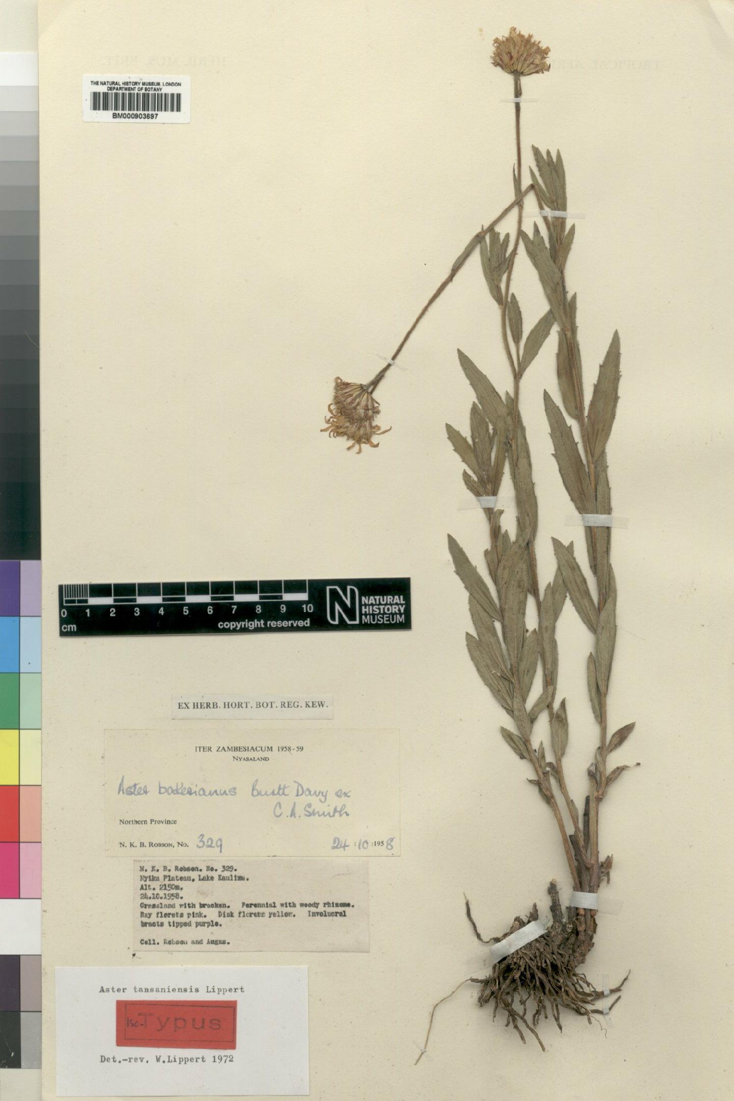 To NHMUK collection (Aster tansaniensis Lippert; Isotype; NHMUK:ecatalogue:4528704)