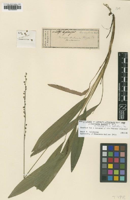 Leptaspis banksii R.Br. - BM000959307