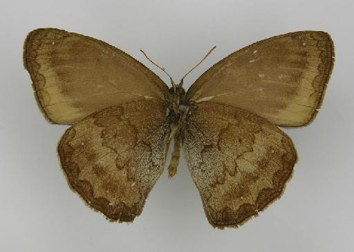 Euptychia boliviana Godman, 1905 - BMNH(E)_1266961_Forsterinaria_(Euptychia)_boliviana_Godman_T_male_ (3)