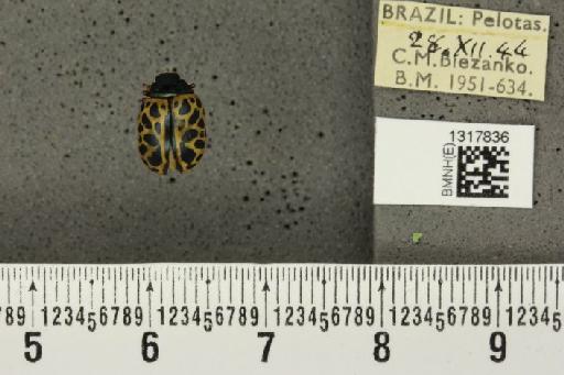 Calligrapha (Calligrapha) polyspila (Germar, 1821) - BMNHE_1317836_17428