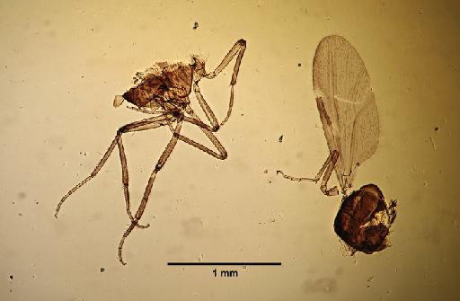 Culicoides kotonkan Boorman & Dipeolu, 1979 - Culicoides_kotonkan-1633274-thorax
