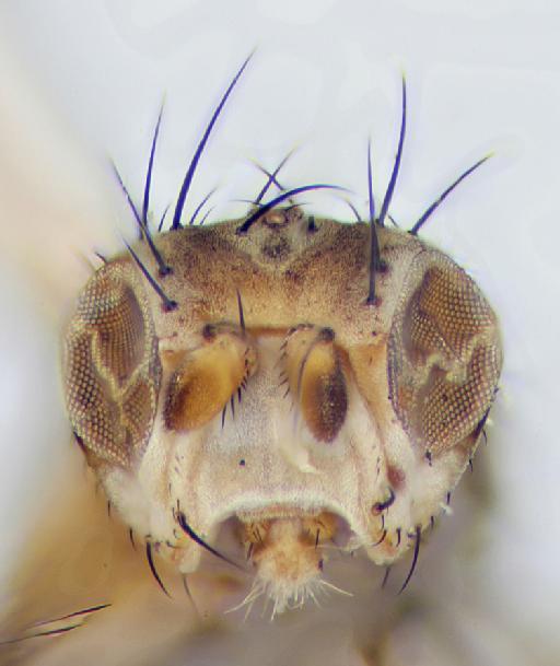 Trixoscelis marginella Fallén, 1823 - Trixoscelis_marginella-010210487-head_frontal1-80_0x_edit