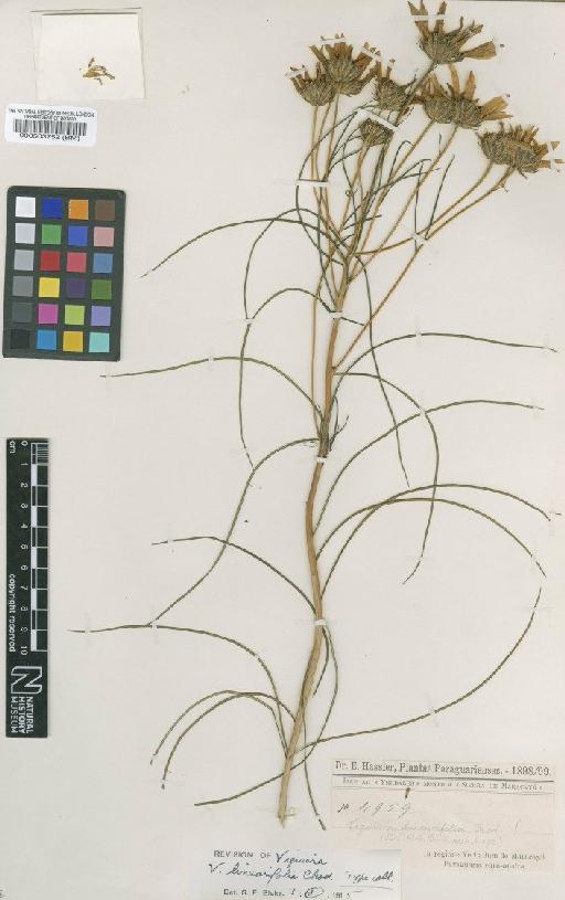 Viguiera linearifolia Chodat - BM000503752