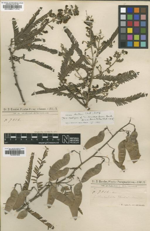 Machaerium eriocarpum Benth. - BM000931869