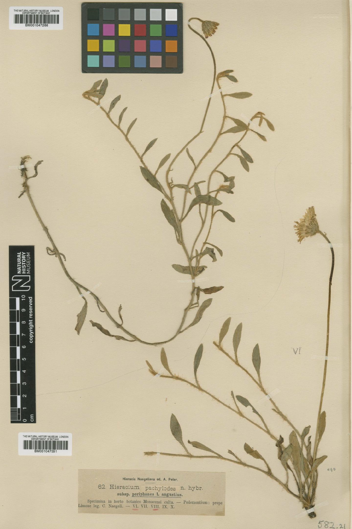 To NHMUK collection (Hieracium pachylodes subsp. periphanes Nägeli & Peter; NHMUK:ecatalogue:2757151)