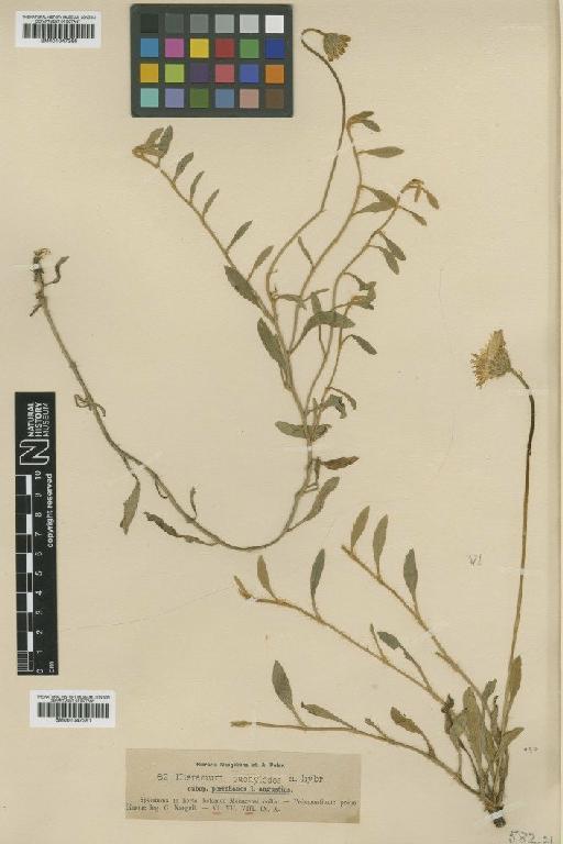 Hieracium pachylodes subsp. periphanes Nägeli & Peter - BM001047266