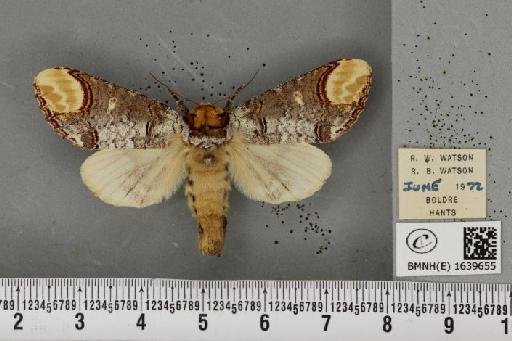 Phalera bucephala bucephala (Linnaeus, 1758) - BMNHE_1639655_208809