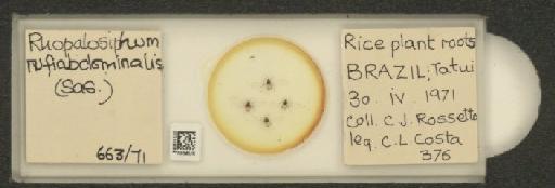 Rhopalosiphum rufiabdominalis Sasaki, 1899 - 010108056_112781_1095924